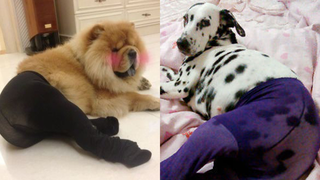 Illustration for article titled "Dogs Wearing Pantyhose" Is Now a Thing in China